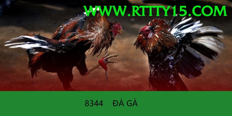 Đá Gà Trực Tiếp - 88clb