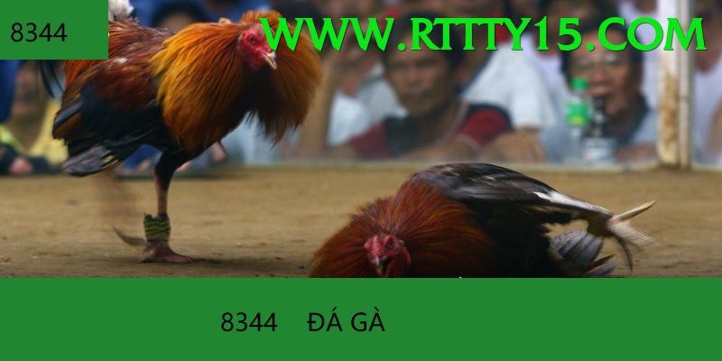 Trường Đấu Đá Gà Chuyên Nghiệp